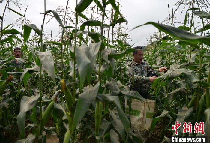 圖為工人在示范片采收測產(chǎn)的“閩雙色6號” 玉米。　張斌 攝