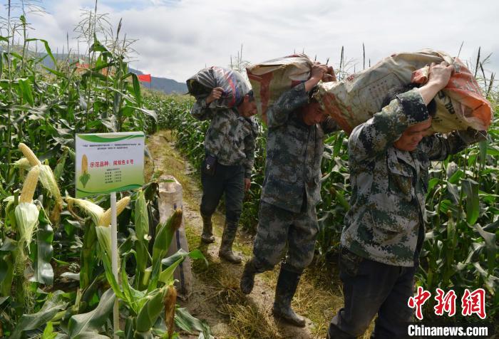 圖為工人在示范片搬運采收測產(chǎn)的“閩雙色6號” 玉米。　張斌 攝