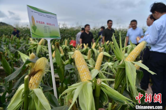 圖為驗收組成員在示范片對“閩雙色6號”玉米進(jìn)行現(xiàn)場品種鑒評。　張斌 攝