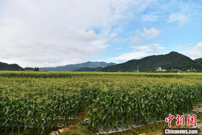 圖為“閩雙色6號” 玉米種植示范片?！埍?攝