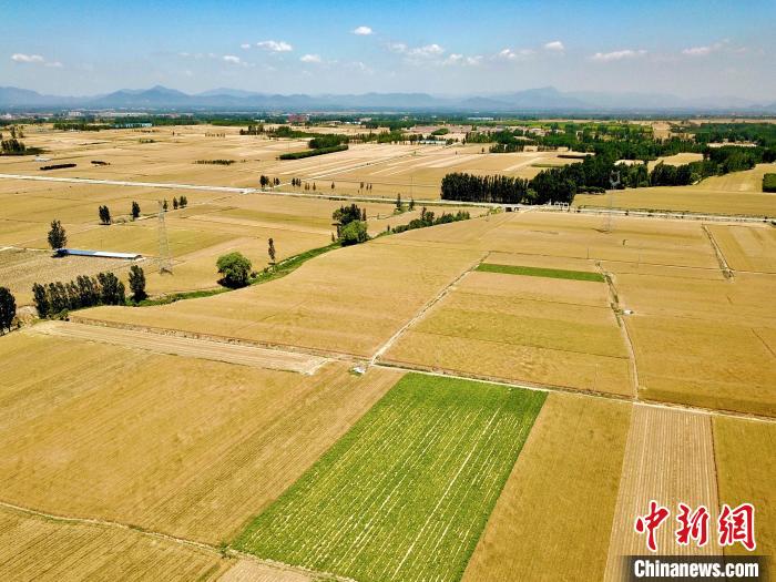 泰安市岱岳區(qū)小麥陸續(xù)開鐮，22.15萬畝小麥即將豐收?！￡愱?攝