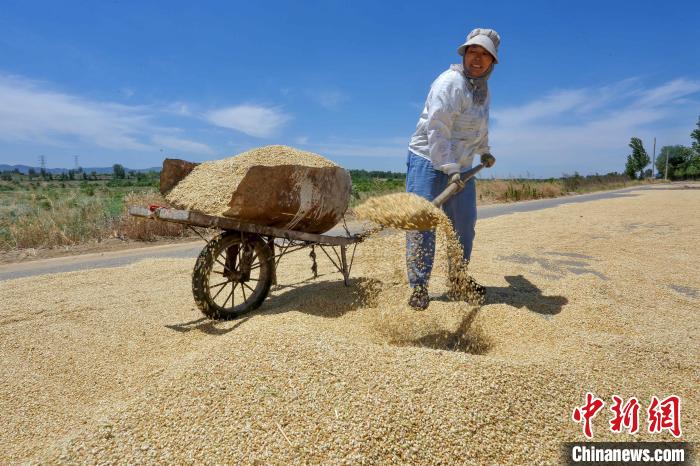 農(nóng)民及種糧大戶抓住晴好天氣，搶收搶種?！￡愱?攝