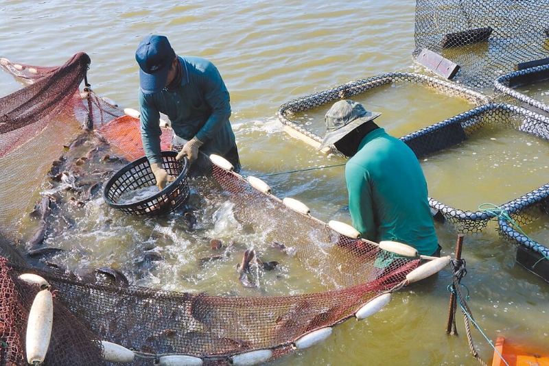 大陸日前以藥物殘留為由暫停我石斑魚輸入，農(nóng)委會昨日呼籲民眾掏錢挺石斑。圖為屏東漁民捕撈石斑魚。（本報資料照片）