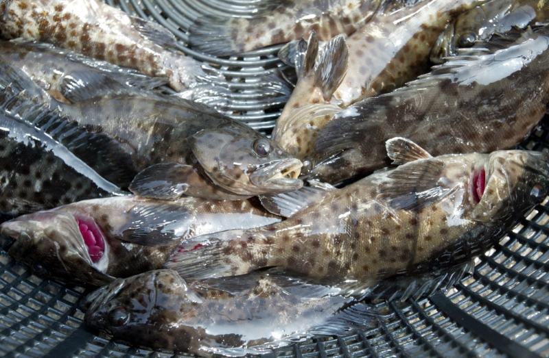 中國大陸13日起暫停進(jìn)口臺灣石斑魚。（資料照）