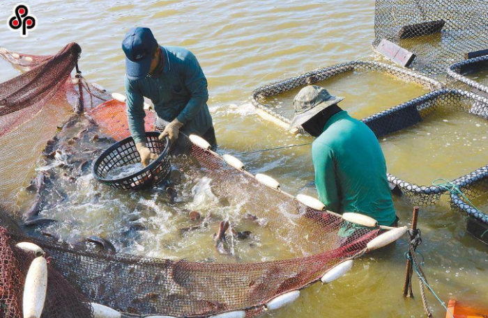 臺(tái)灣石斑魚
