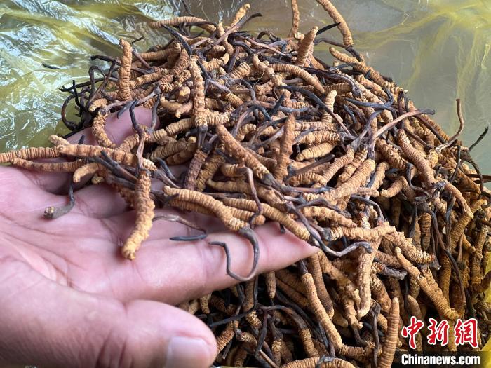 圖為冬蟲(chóng)夏草?！±罱瓕?攝