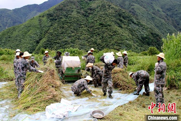圖為官兵收割稻谷?！●R軍 攝