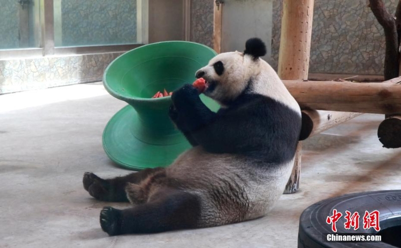 吃冰鎮(zhèn)西瓜、泡冷水澡 動物避暑有妙招