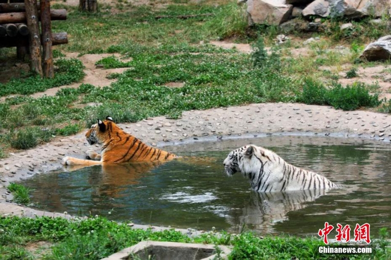 吃冰鎮(zhèn)西瓜、泡冷水澡 動物避暑有妙招