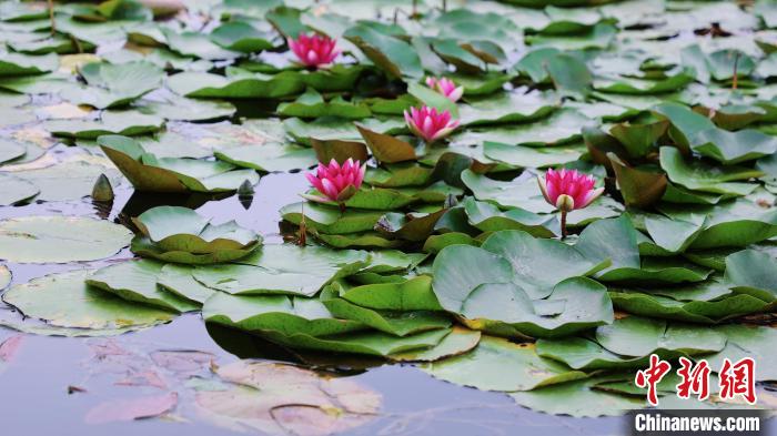 圖為今夏的國(guó)家植物園北園?！”本┦泄珗@管理中心供圖