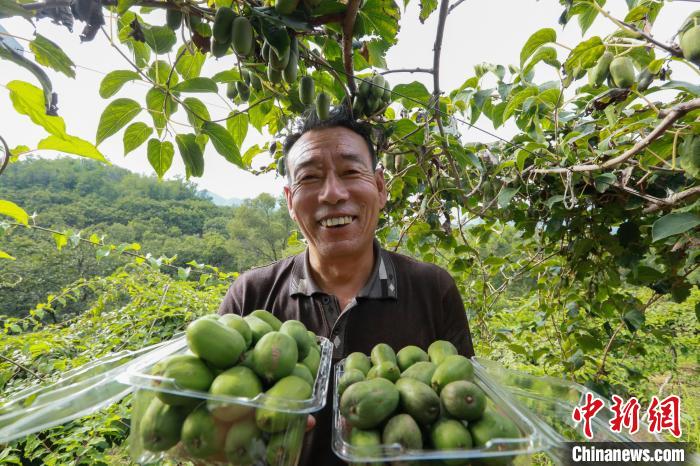 前南峪村果農(nóng)在展示新鮮采摘的軟棗獼猴桃?！堸i翔 攝