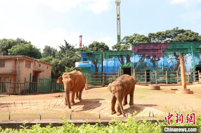 圖為亞洲象“莫莉”和象媽媽“莫坡”合籠成功。　昆明動(dòng)物園供圖