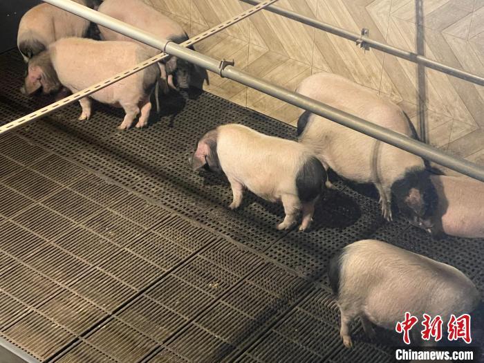 資料圖：金華婺城一智慧養(yǎng)殖基地的金華兩頭烏豬?！埍?攝