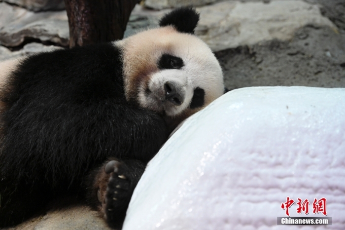 7月22日，廣東省廣州市持續(xù)高溫天氣，生活在長隆野生動物世界內(nèi)的大熊貓“婷仔”躺在冰塊旁消暑。 <a target='_blank' href='/'>中新社</a>記者 陳驥旻 攝　