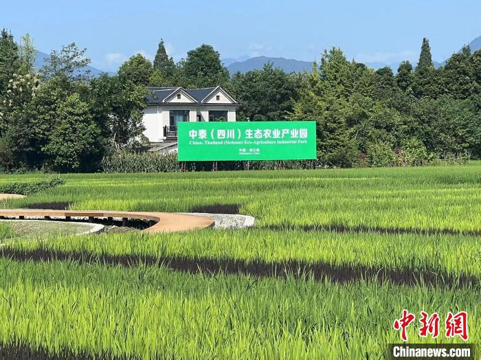 園區(qū)一角?！≡酪劳?攝