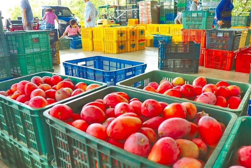 臺灣芒果外銷香港、澳門均驗出新冠病毒。（芒果示意圖，本報資料照片） 圖片來源：臺灣“中時新聞網(wǎng)”.jpg