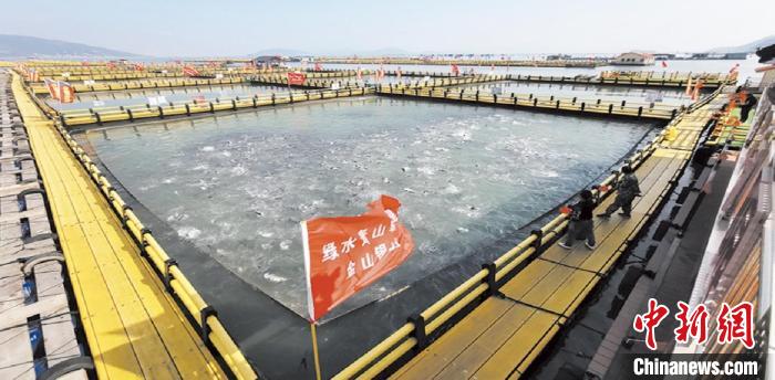 新型環(huán)保漁排內(nèi)養(yǎng)殖大黃魚?！〗冻菂^(qū)融媒體中心 供圖
