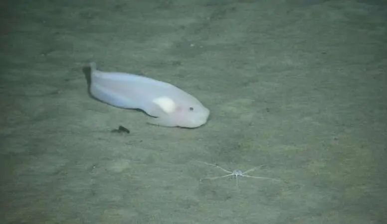 “海斗一號(hào)”高清拍攝海洋生物。（圖源：中科院沈陽(yáng)自動(dòng)化研究所）