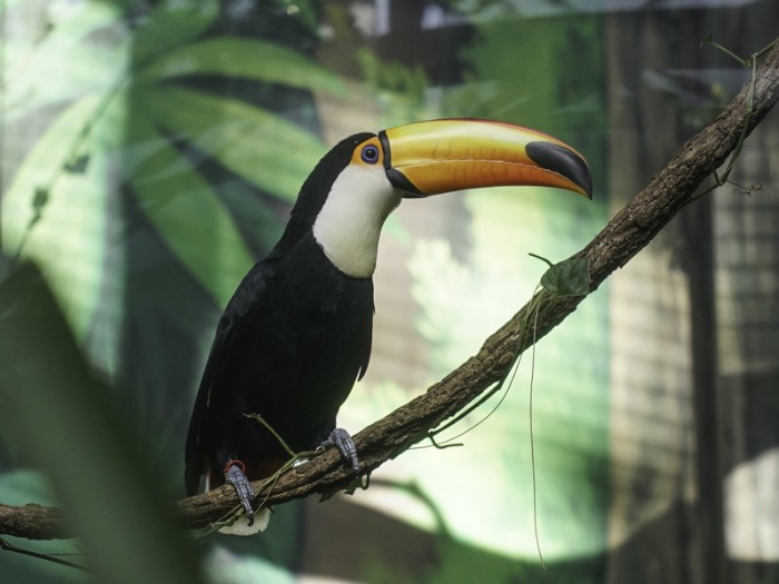 大巨嘴鳥。 圖片來源：臺北市動物園