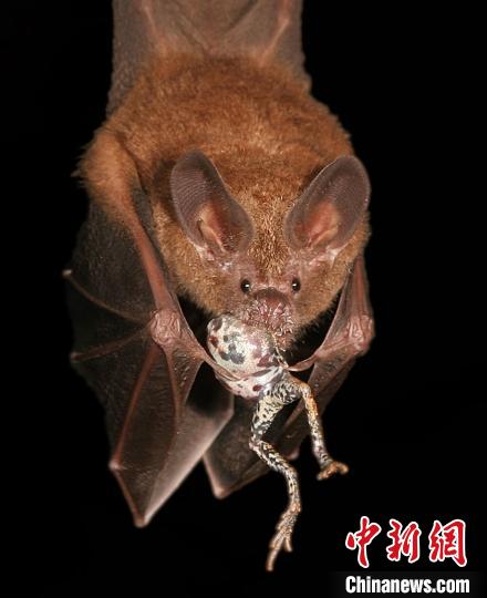 “自然界中的關(guān)系”亞軍圖片：一只蝙蝠通過(guò)追蹤青蛙的求偶叫聲成功定位了自己的晚餐。　Alexander T. Baugh　攝