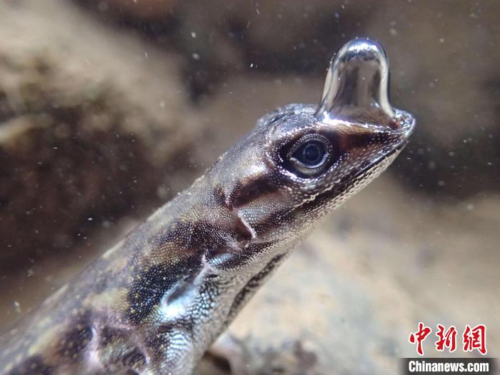 “生命特寫(xiě)”亞軍圖片：一只安樂(lè)蜥頂著一個(gè)泡泡以便水下呼吸?！indsey Swierk　攝