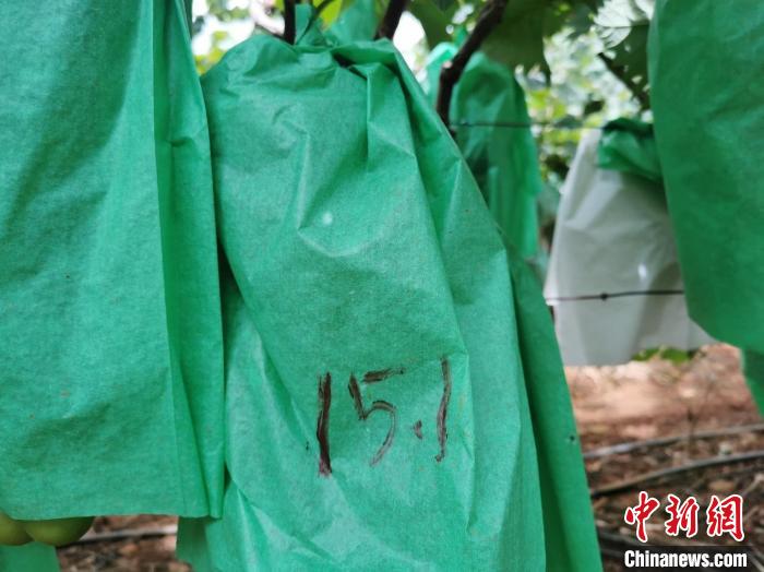 圖為測糖師在甜度未達標的葡萄套袋上做標記?！∈┌?攝