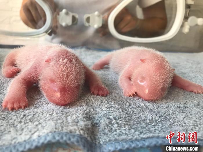 秦嶺大熊貓“秦秦”產(chǎn)下龍鳳胎?！∏貛X大熊貓研究中心供圖