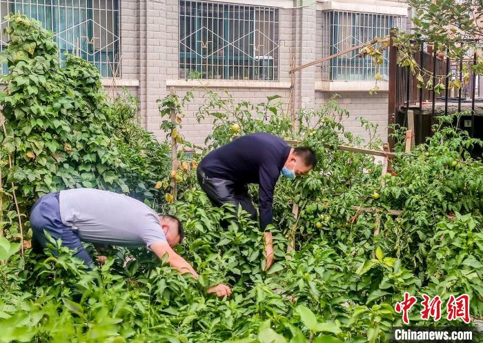 烏魯木齊市沙依巴克區(qū)克西路社區(qū)，居民整理花園里種植的蔬菜?！＄娦?攝