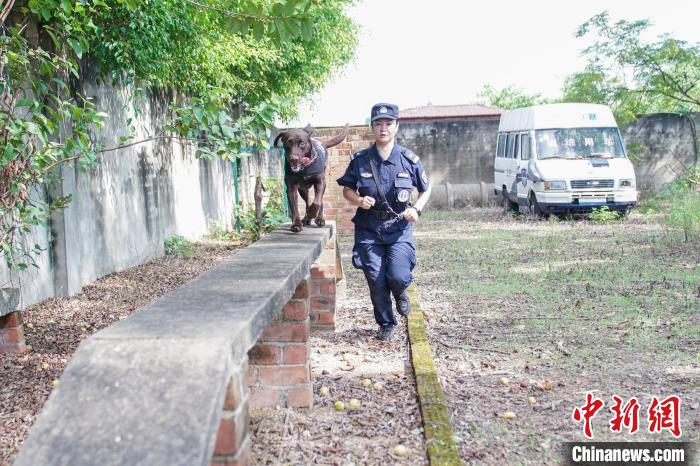 圖為黃曉莉帶搜爆犬“浩克”進行體能訓(xùn)練?！￡惞谘?攝