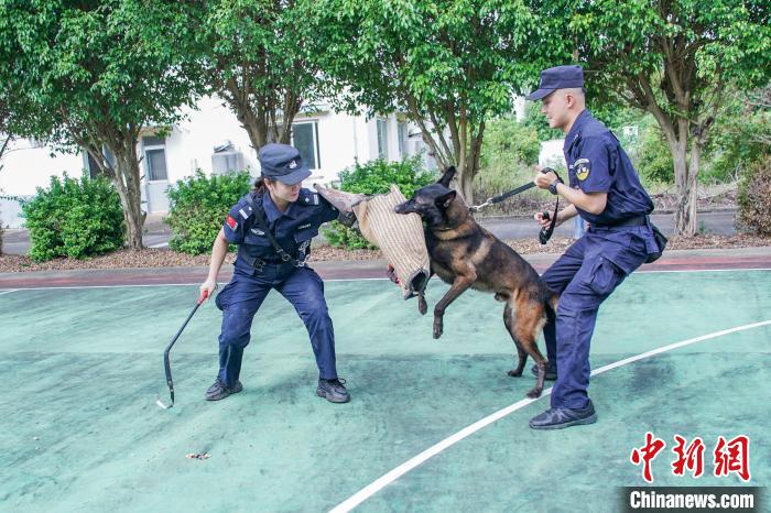 圖為黃曉莉(左)和唐琥犀(右)帶著護衛(wèi)犬“三月”進行撲咬訓(xùn)練?！￡惞谘?攝