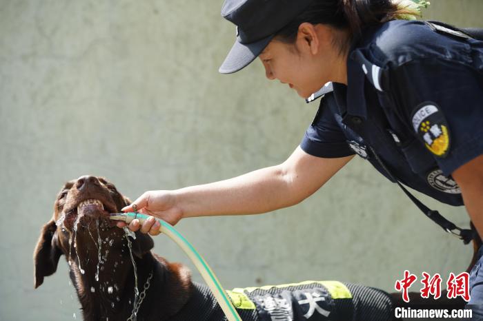 圖為訓(xùn)練間隙，黃曉莉給搜爆犬“浩克”飲水降溫?！∫i鵬 攝