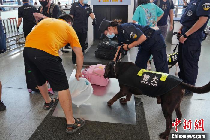 圖為黃曉莉帶搜爆犬“浩克”在南寧東站安檢口檢查行李?！「寿t 攝