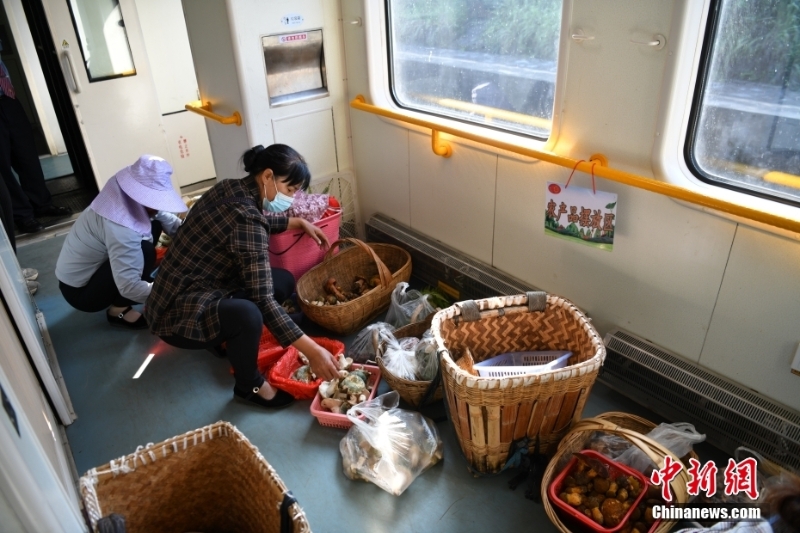 圖為8月9日，登車后，陳興菊和同鄉(xiāng)便馬不停蹄地將野生菌分裝到小籃子里。 <a target='_blank' href='/'>中新社</a>記者 劉冉陽 攝