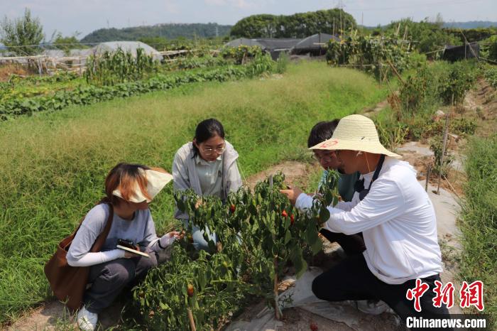 師生在普查外來(lái)入侵生物 林萱 攝