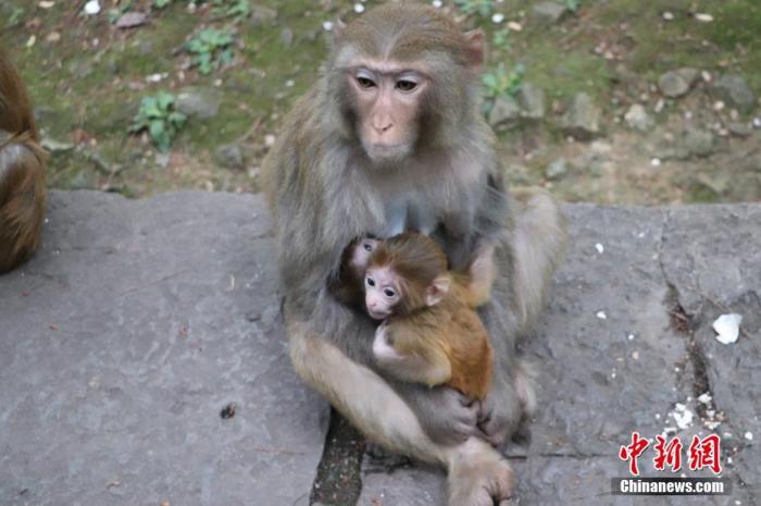 資料圖：貴陽黔靈山公園內(nèi)的獼猴。圖/成虹飛