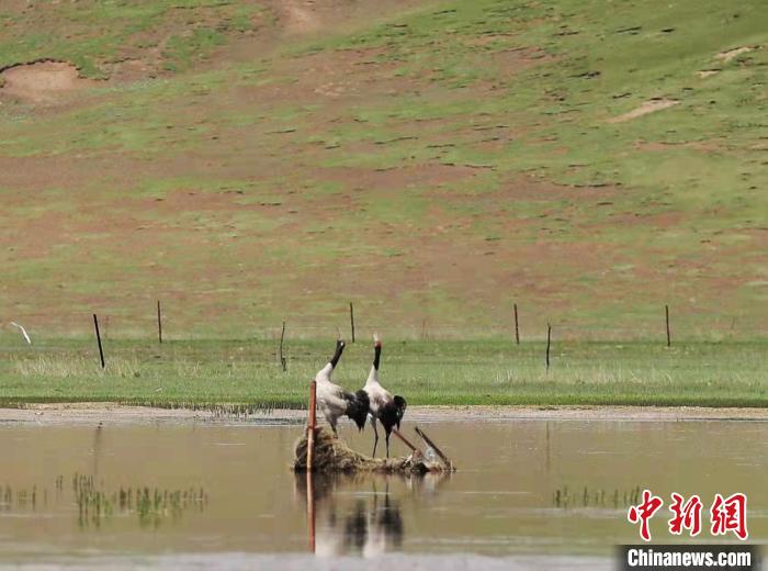 圖為“高原仙子”黑頸鶴?！蓭炜h委宣傳部 供圖