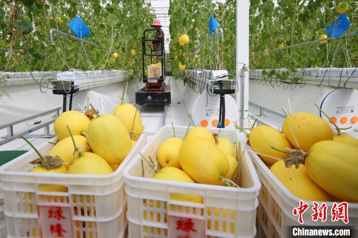溫室內，黃瓜、甜瓜、西紅柿等水果蔬菜成熟，工人們忙著將采摘下來的瓜果蔬菜裝箱發(fā)走?！°蟛?攝