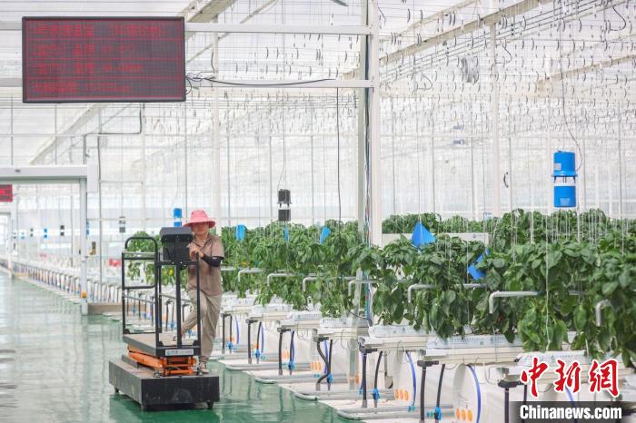 智慧化水果大棚增產增收?！°蟛?攝