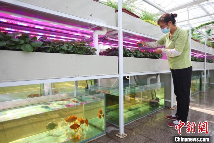 魚菜共生是一種新型的復合耕作體系，實現養(yǎng)魚不換水而無水質憂患，種菜不施肥而正常生長的生態(tài)共生效應?！°蟛?攝