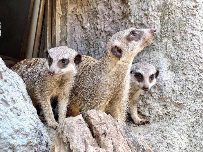 高雄壽山動(dòng)物園5月誕生2只狐獴寶寶，9月初由狐獴哥哥帶路，首次出洞，新生狐獴跟在哥哥身旁觀察新環(huán)境，萌樣吸睛。圖片來(lái)源：臺(tái)灣“中央社”(高雄市觀光局提供)。