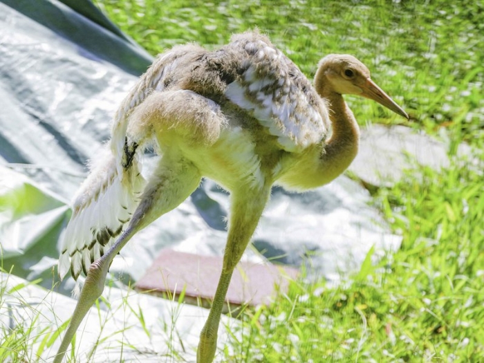 臺(tái)北動(dòng)物園丹頂鶴寶寶將命名“哩鶴”。 圖片來源：臺(tái)北市立動(dòng)物園