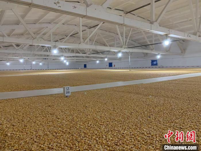 倉內清涼干爽、遍地金黃，上千平方米的糧食盡收眼底?！⊥趸萘?攝
