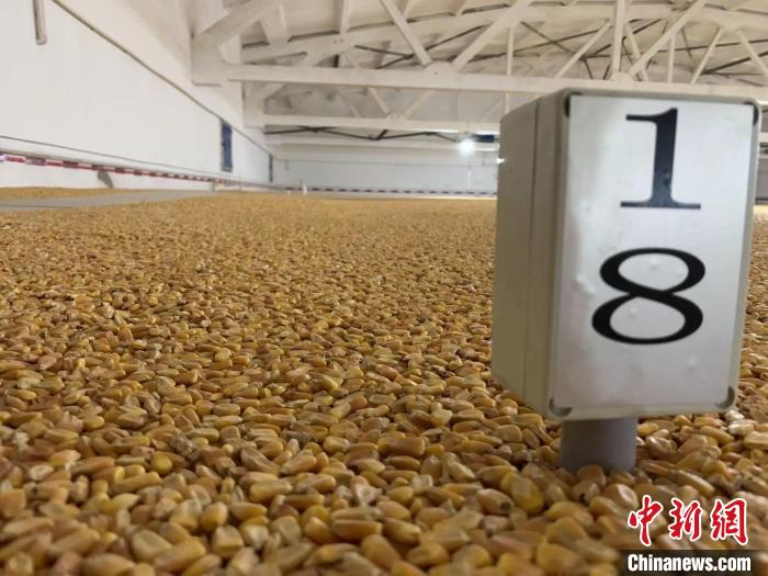 數(shù)千噸的小麥、玉米如同一塊塊被“切平”的巨型蛋糕“鑲嵌”在地面上?！⊥趸萘?攝