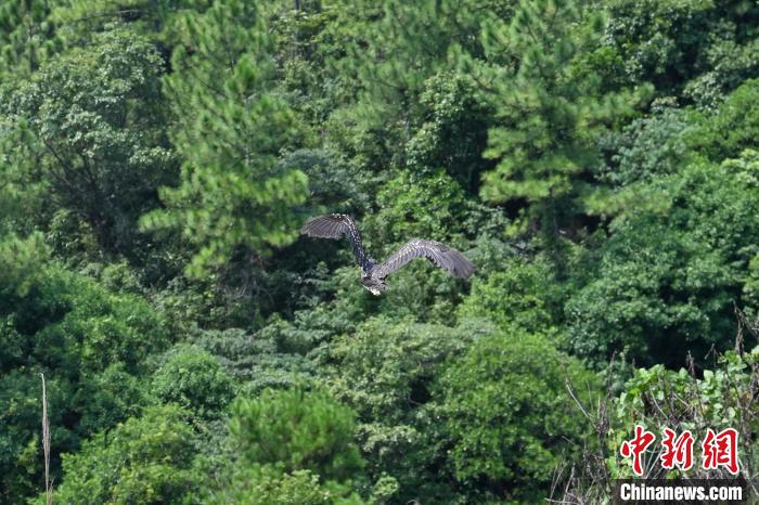 兩個月前受傷被救的國家一級保護(hù)動物海南鳽等，16日成功放歸野外，重回大自然。　陳驥旻 攝