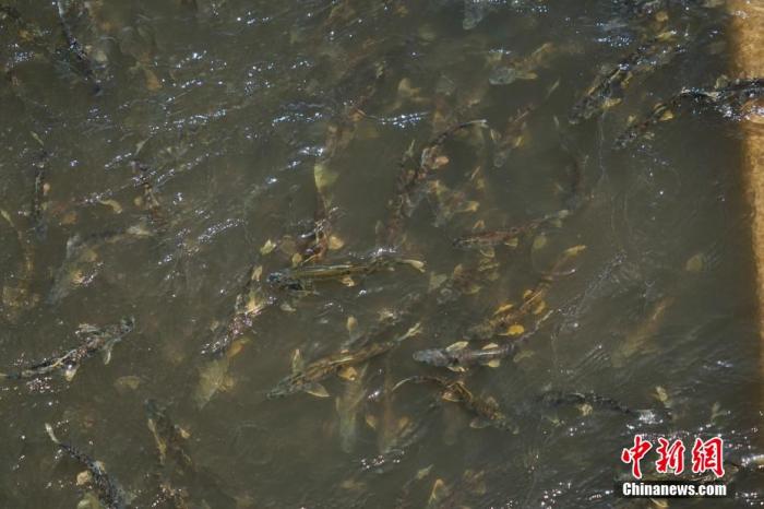 資料圖：圖為今年5月底到8月初，青海湟魚洄游產(chǎn)卵 馬銘言攝