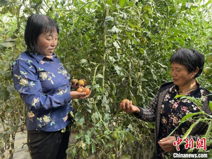 圖為在定西市符川春香農(nóng)副農(nóng)資合作社大棚里，定西市第五屆人大代表黨春香(左)和社員交流蔬果種植情況?！〈蘖?攝