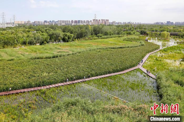 圖為永定河休閑森林公園內的濕地。　北京市園林綠化局供圖