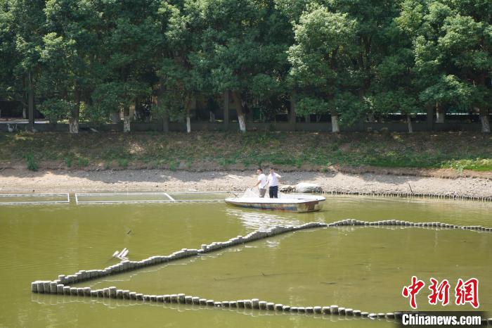 迎接越冬候鳥江西鄱陽(yáng)湖保護(hù)區(qū)多舉措科學(xué)抗旱護(hù)鳥