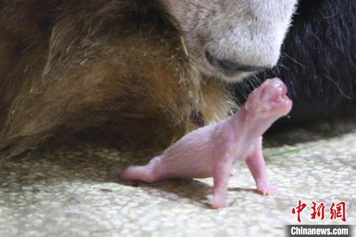 秦嶺大熊貓“安安”誕下幼仔?！∏貛X大熊貓研究中心供圖