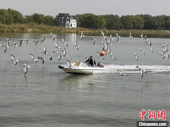 鴻雁貼著湖面飛行?！∩虼毫?攝
